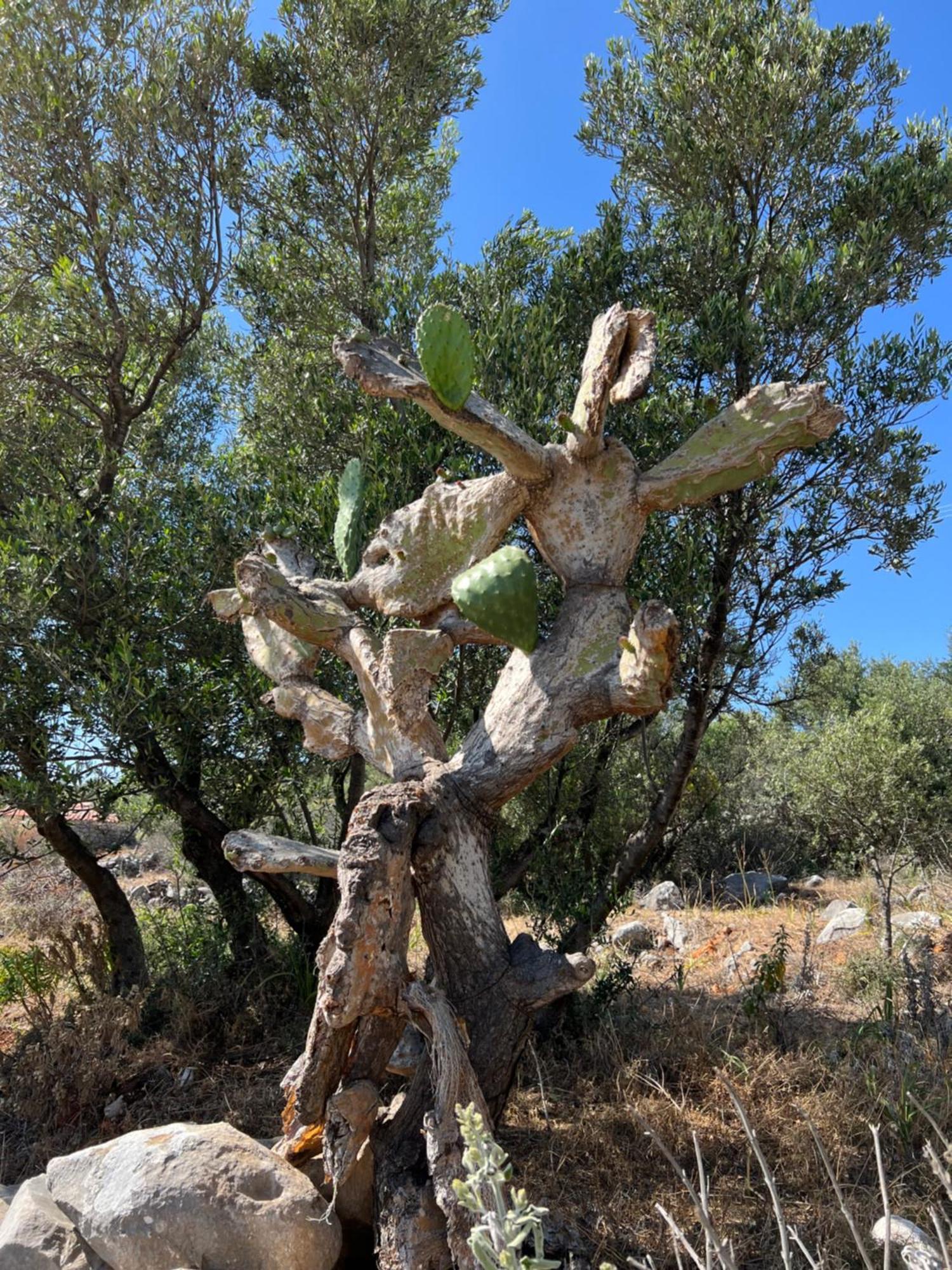 Koukouri Village Kafiona